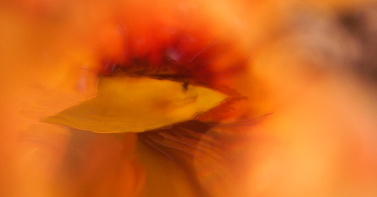 Lupe kapuziner nah 04351 bemalt01