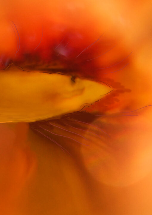 Lupe kapuziner nah 04351 bemalt01