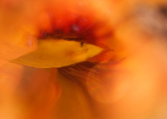 Lupe kapuziner nah 04351 bemalt01